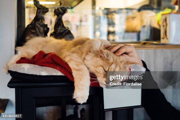ginger thoroughbred cat lying on a couch in a cat cafe - cat cafe foto e immagini stock