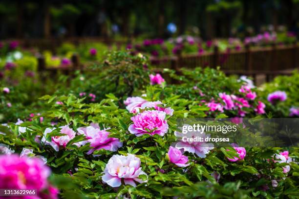 peony - paeonia suffruticosa stock pictures, royalty-free photos & images