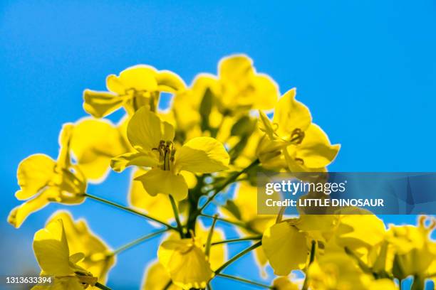 head of canola flower against the blue sky. at iga, mie, japan - kohlpflanze stock-fotos und bilder