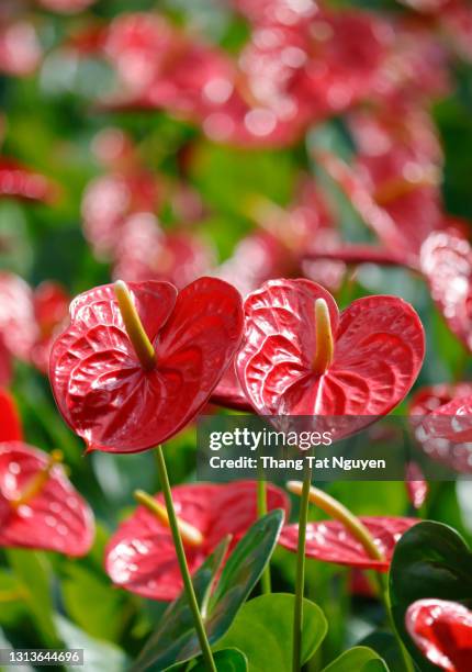 anthurium taiflower in green house - anthurium stock-fotos und bilder