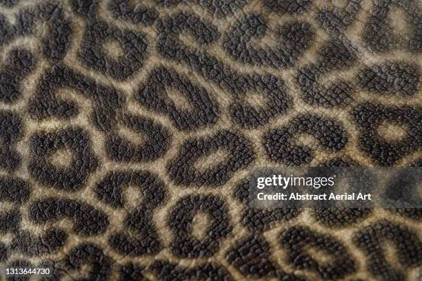 leopard print scales of a catfish seen from close up perspective, england, united kingdom - fish scale pattern fotografías e imágenes de stock