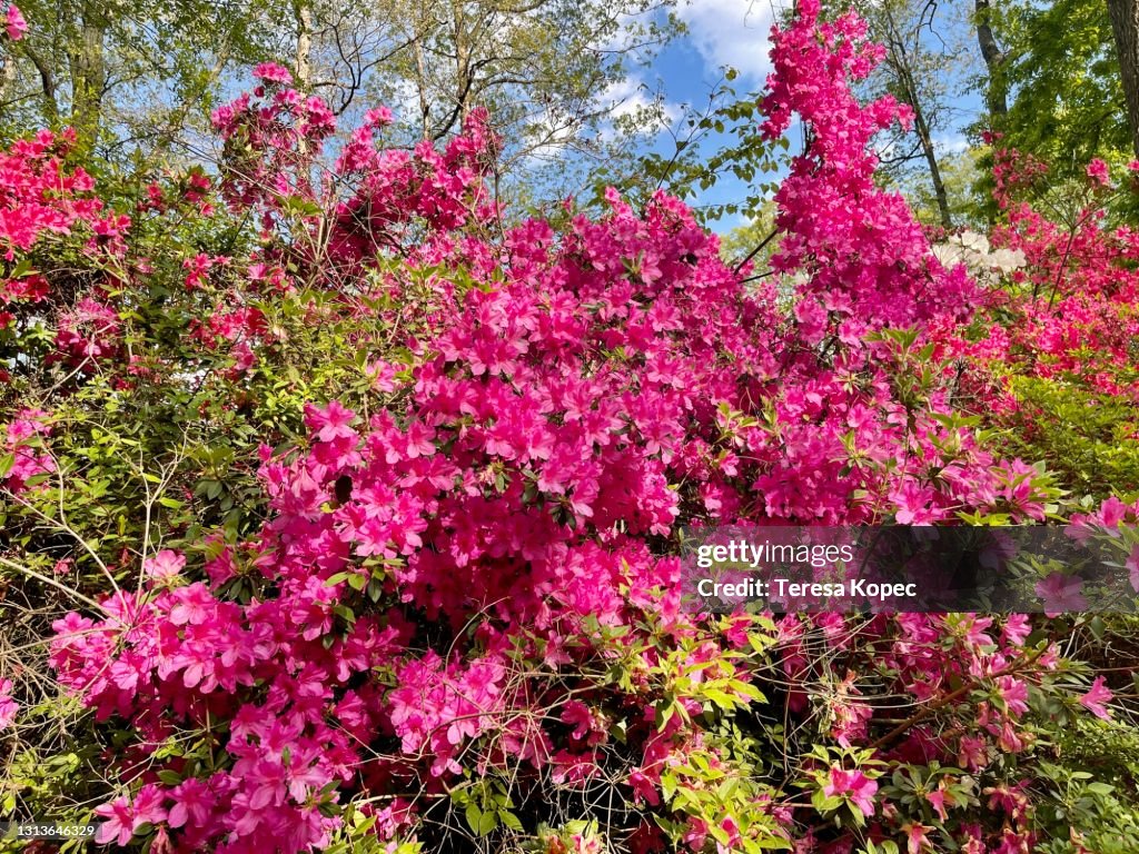 Springtime Azalia Hot Pink Azaleas In Springtime High-Res Stock Photo - Getty Images
