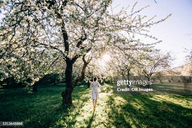 young woman walking between blossoming trees in spring - flower blossom fotografías e imágenes de stock