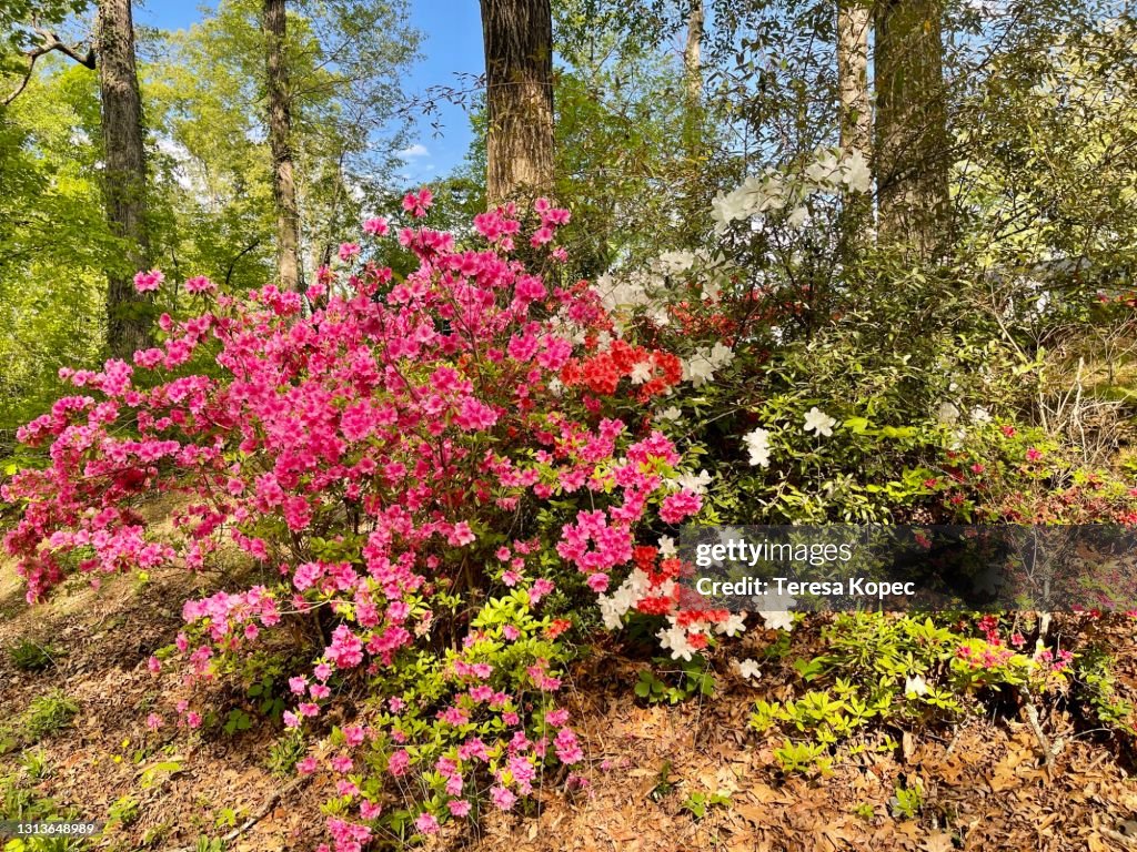 Springtime Azalia Mixed Azaleas In Springtime High-Res Stock Photo - Getty Images