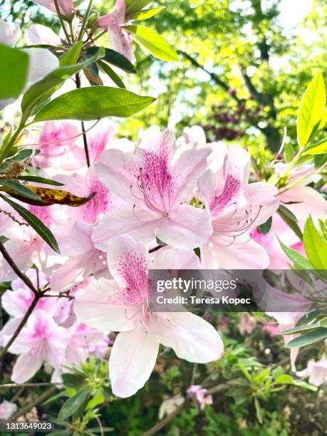 george tabor azalea  in springtime - heather stock pictures, royalty-free photos & images