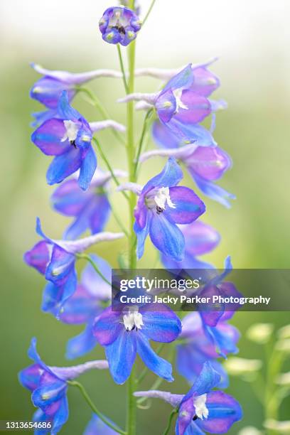 spring blue delphinium flowers also known as larkspur in soft sunshine - perennial stock-fotos und bilder