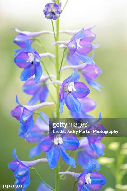 spring blue delphinium flowers also known as larkspur in soft sunshine - delfínio imagens e fotografias de stock