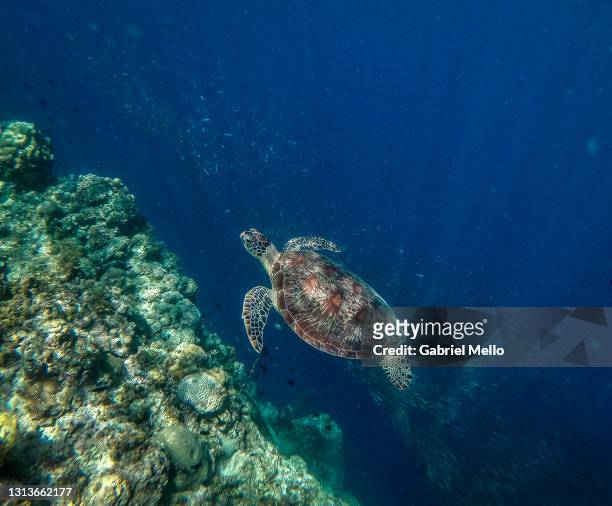 snorkeling with a turtle and sardines - boracay beach stock pictures, royalty-free photos & images