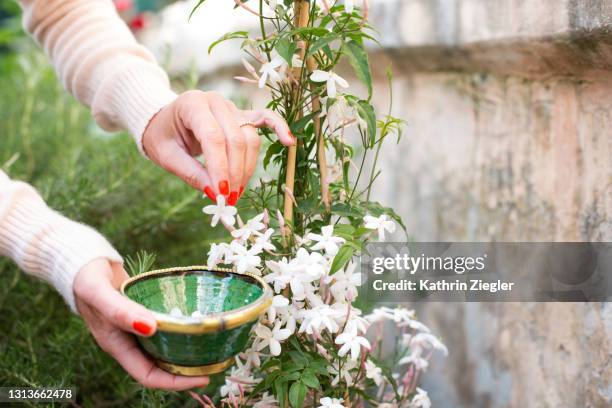 woman picking jasmine flowers to make a dessert - jasmine garden stock pictures, royalty-free photos & images