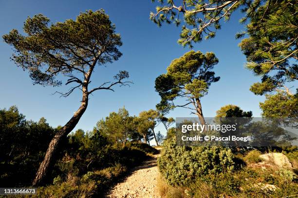 footpath and pines on mont faron near toulon, var, france - pine trees photos et images de collection