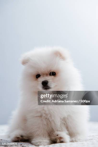 close-up portrait of puppy relaxing on bed at home,lima,peru - pomeranian puppy stock pictures, royalty-free photos & images