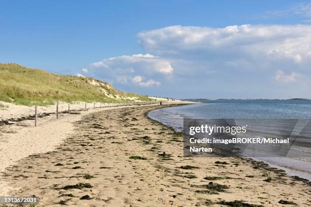 shore of the wadden sea at odde, amrum, north frisian island, north frisia, schleswig-holstein, germany - amrum stock-fotos und bilder