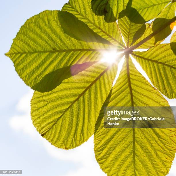 fresh leaves of chestnut illuminated by sun, white horse chestnut (aesculus hippocastanum), saxony, germany - horse chestnut photos et images de collection