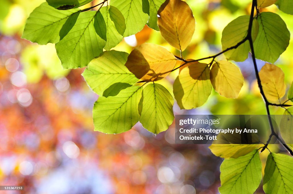 Sunlight falling on tree leaves