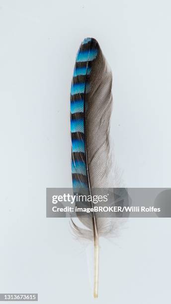 feather of a jay (garrulus glandarius), exempted, vechta, lower saxony, germany - daunenfeder freisteller stock-fotos und bilder