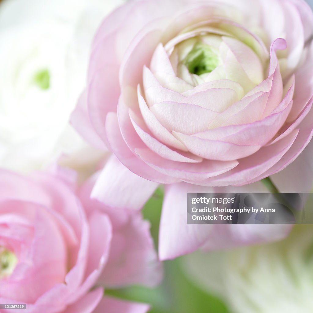 Gentle beauty