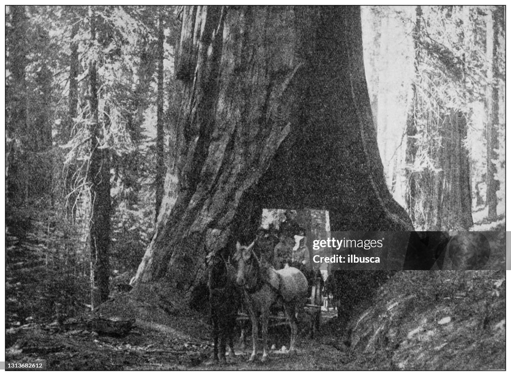 Antique photo of World's landmarks (circa 1894): Sequoia, California
