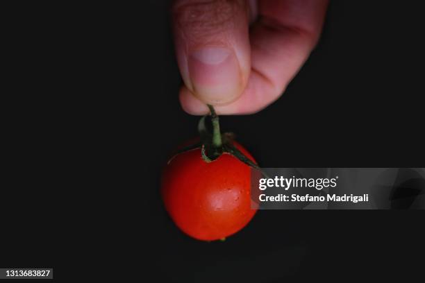 vine tomato between fingers - plant de tomate bildbanksfoton och bilder