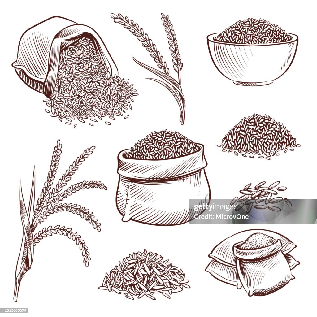 Drying Rice Drawing Hand Drawn Rice Doodle Sack And Sketch Rice Ears Vector Set High-Res ...