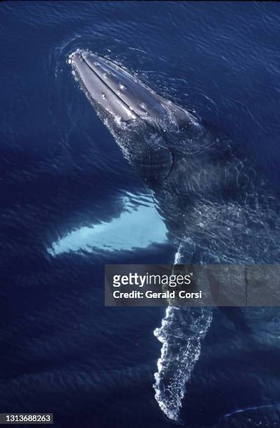 humpback whale, megaptera novaeangliae, in the gerlache strait, antarctica. swimming in various positions and upside down next to our ship. - mammal stock pictures, royalty-free photos & images