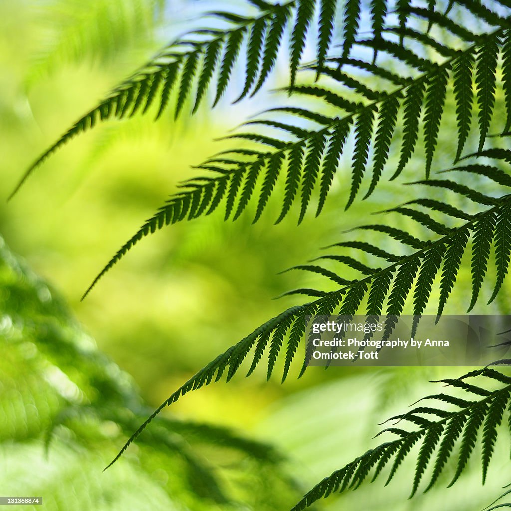 Green curtain of leaves