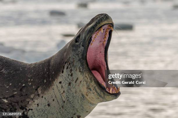 leopard seal on ice, cierva cove, antarctica, hydrurga leptonyx, belongs to the family phocidae. leopard seals are the second largest species of seal in the antarctic, and are near the top of the antarctic food chain.  pinnipedia, phocidae. mouth open sho - leopard seal imagens e fotografias de stock