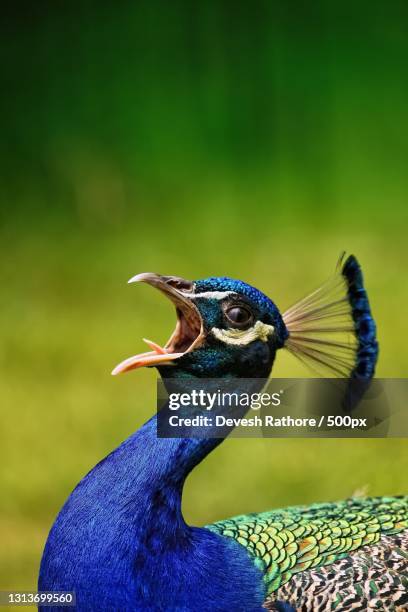 close-up of peacock - pavone foto e immagini stock