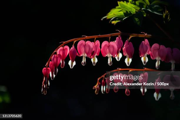 close-up of pink flowers blooming outdoors - bleeding heart stock pictures, royalty-free photos & images