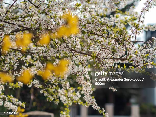 close-up of cherry blossom tree - obernai stockfoto's en -beelden