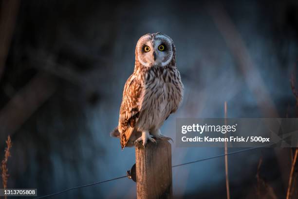 close-up of owl perching on wooden post,brovst,denmark - gufo foto e immagini stock