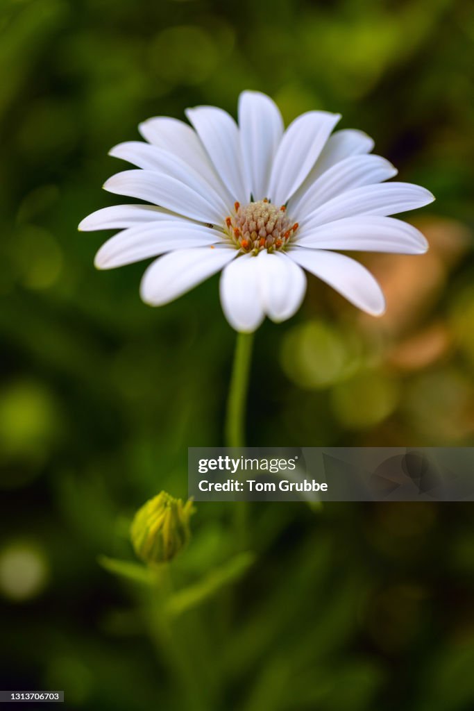Lone Daisy