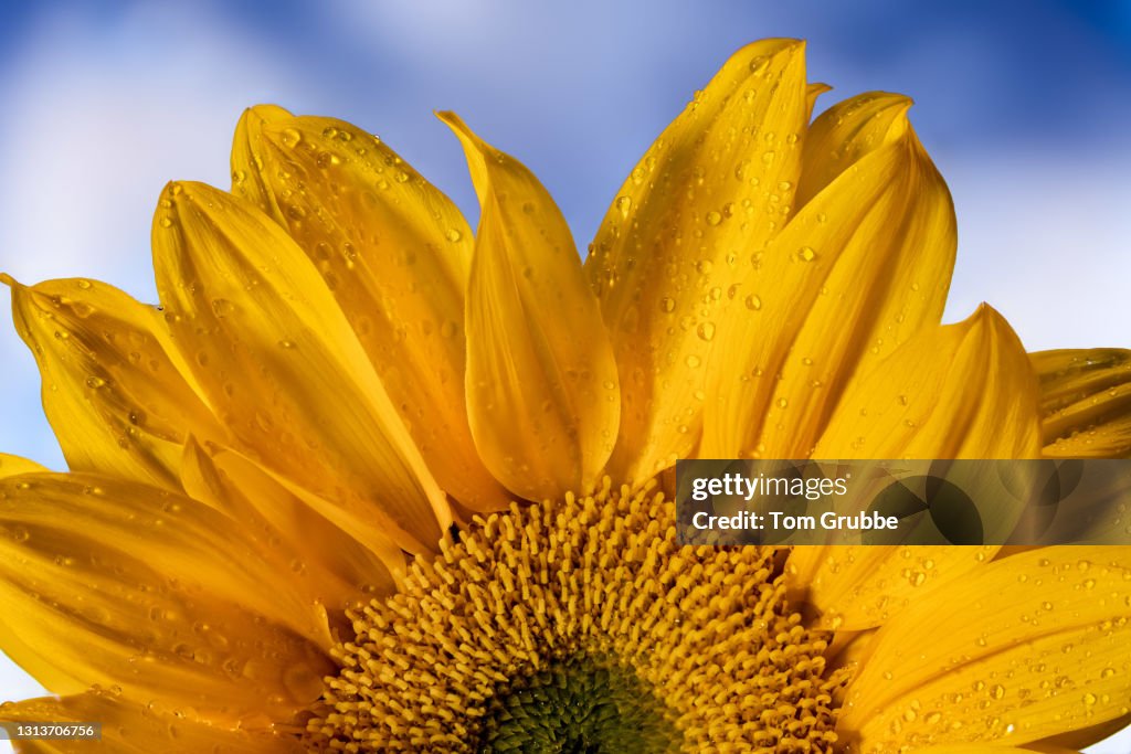 Sunflower Delight