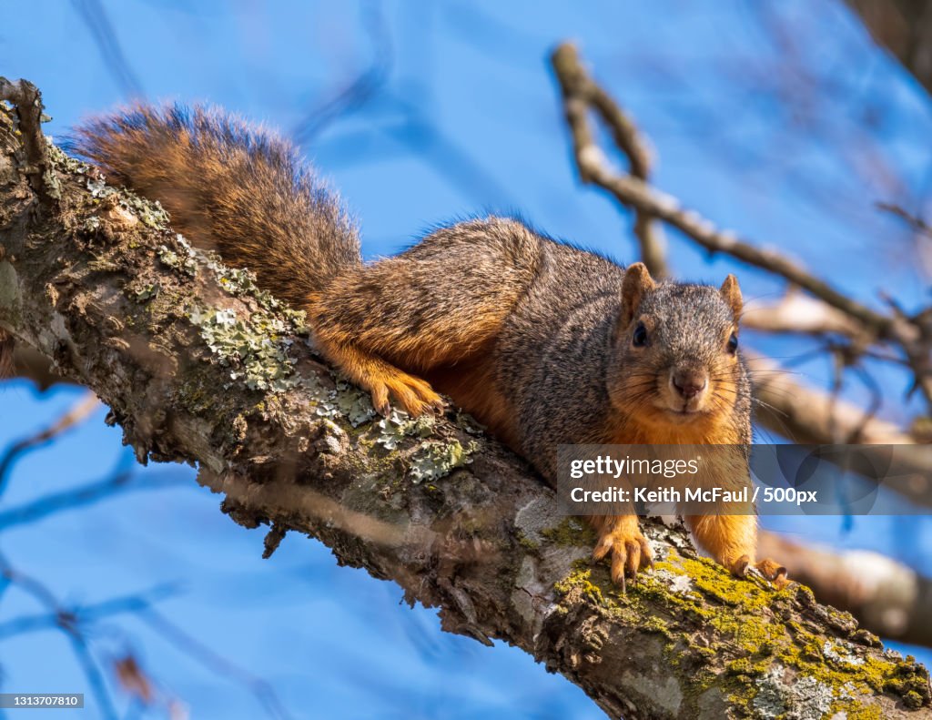Low angle view of squirrel on tree,Genoa,Arkansas,United States,USA