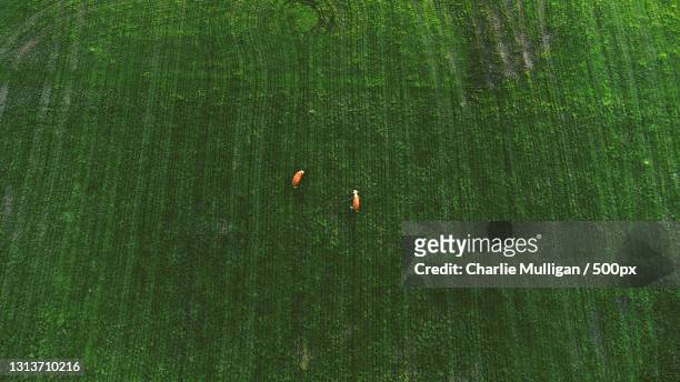 aerial view of farm,cavan,ireland - cavan images stock pictures, royalty-free photos & images