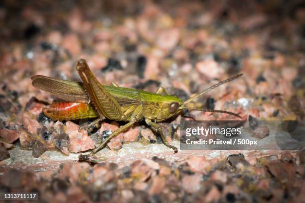 close-up of insect on rock,hiiumaa,hiiu county,estonia - hiiumaa photos et images de collection