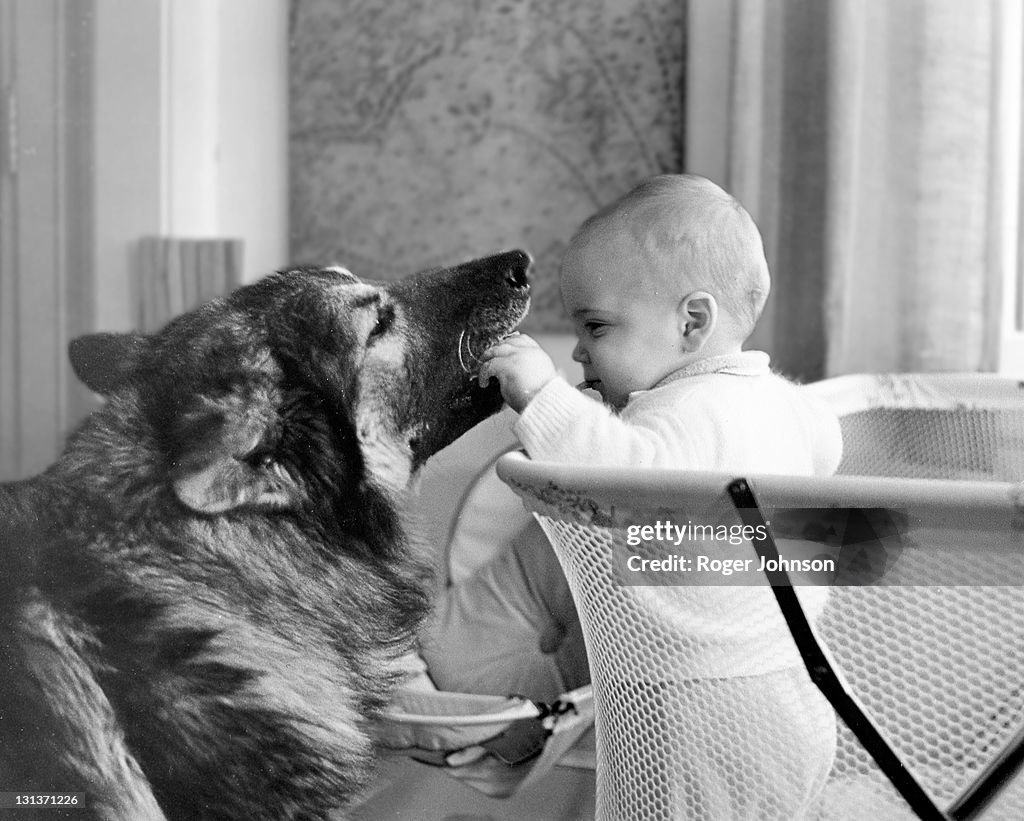 Small boy playing with his pet gog