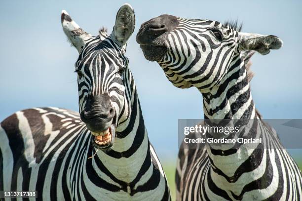 kenya, africa - mountain zebra nationalpark stock-fotos und bilder