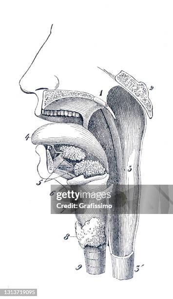 喉頭と気管のイラストを持つ人間の口 1886 - 正中縦断点のイラスト素材／クリップアート素材／マンガ素材／アイコン素材
