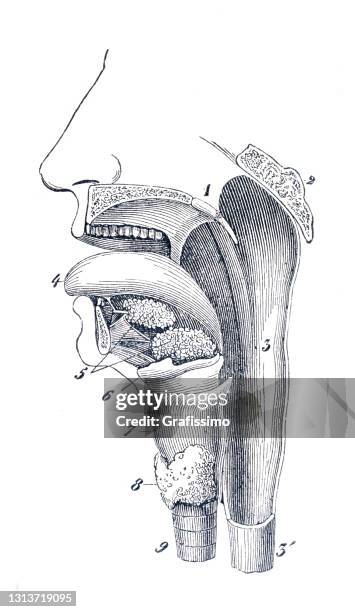 human mouth with larynx and trachea illustration 1886 - epiglottis stock illustrations