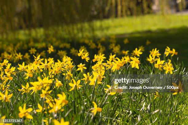 close-up of yellow flowering plants on field,london,united kingdom,uk - daffodil field stock pictures, royalty-free photos & images