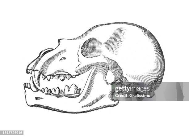 skull of leopard illustration 1886 - cat skeleton stock illustrations