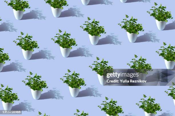 repeated mint plant in a pot on the blue background - foodstyling stock-fotos und bilder