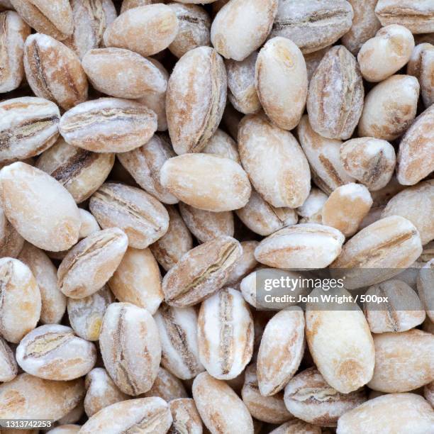 full frame shot of seeds,united kingdom,uk - barley bildbanksfoton och bilder