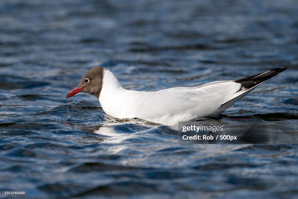 Close-up of seagull swimming in lake