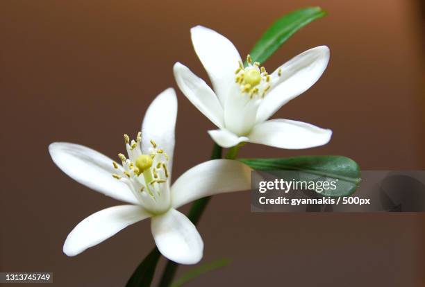 close-up of white flowers - orange blossom stock pictures, royalty-free photos & images