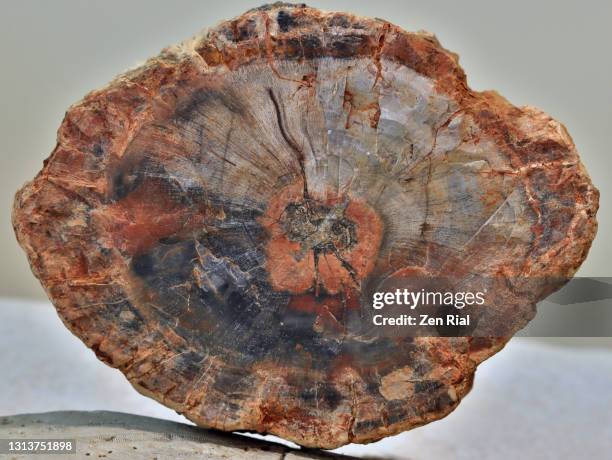 cross section of a fossilized wood (petrified wood) showing wood grain patterns - petrified wood stock-fotos und bilder