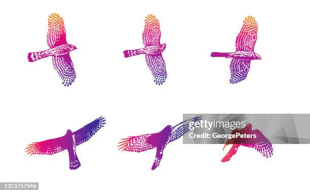 sequential illustrations of a cooper's hawk flying - hawk bird stock illustrations