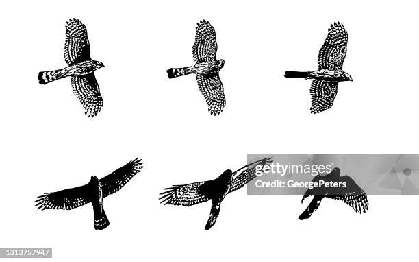 ilustraciones, imágenes clip art, dibujos animados e iconos de stock de ilustraciones secuenciales de un cooper's hawk volando - ave de rapiña