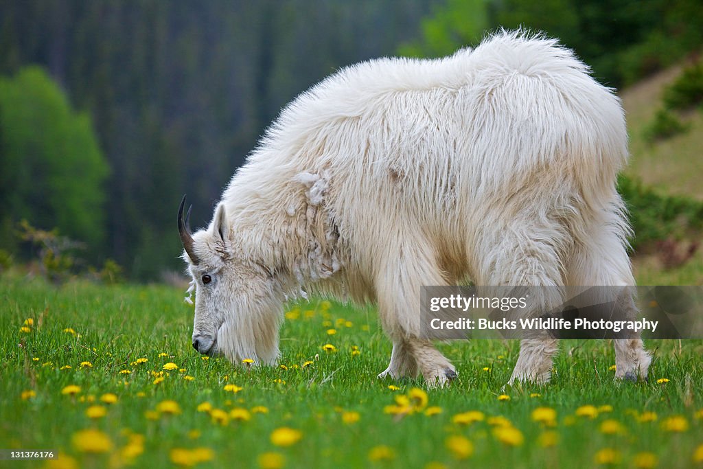 Mountain goat grazing