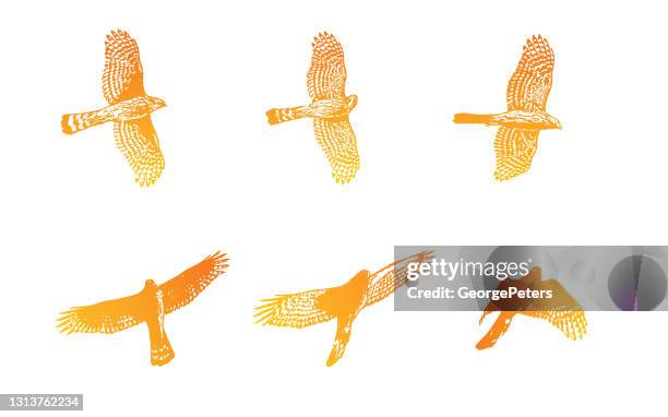 sequential illustrations of a cooper's hawk flying - cooper stock illustrations